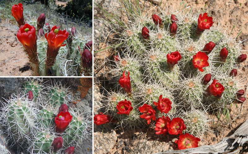 Claret-cup Hedgehog - Colorado National Monument (U.S ...