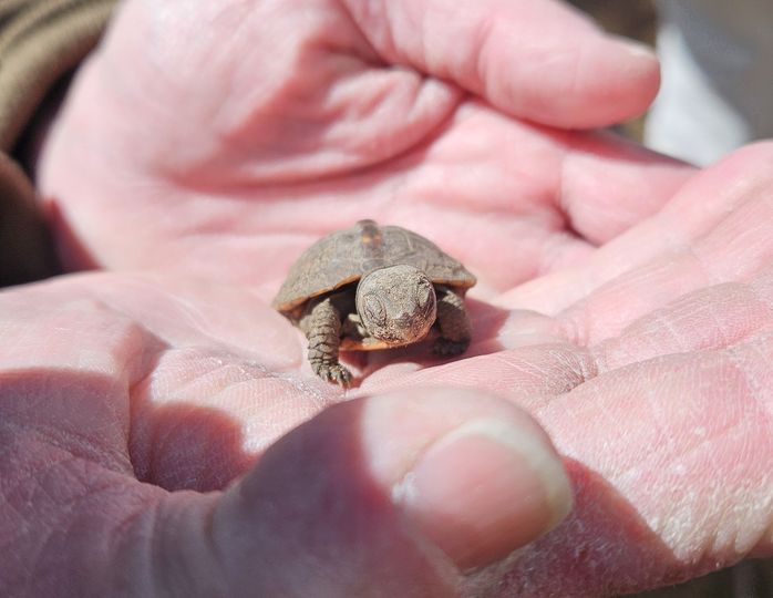 Small Box turtle