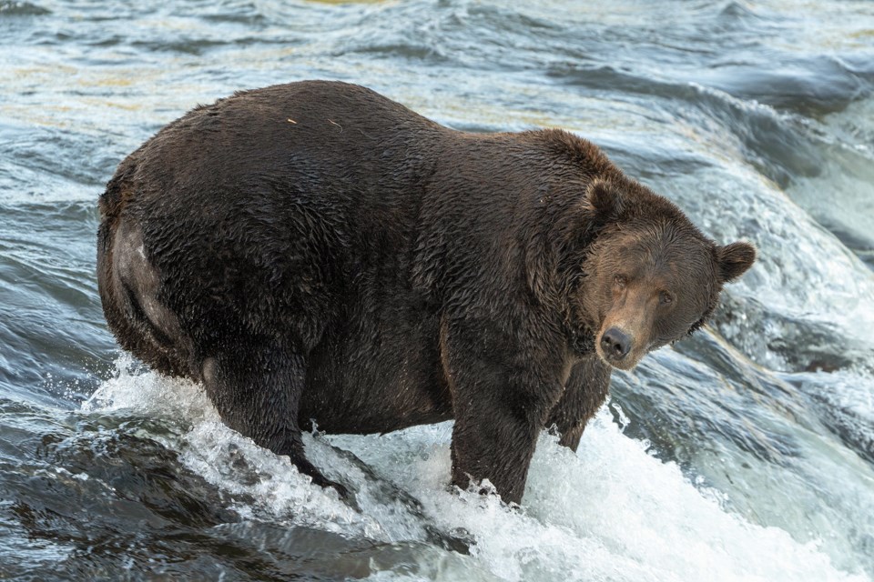 Fat Bear Week 2021 Katmai National Park & Preserve (U.S. National