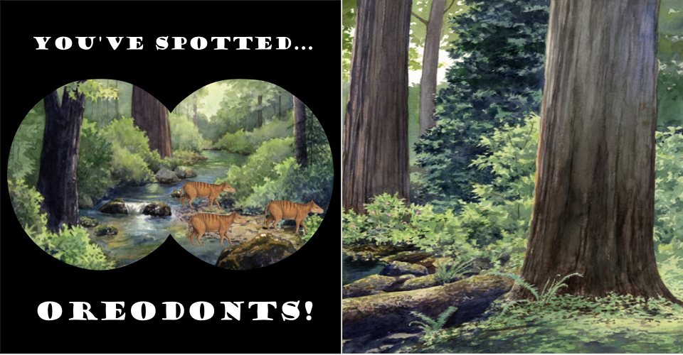On the left is a forest showing a stream with three oreodonts walking by. On the right four small brown hog-looking hog animals are shown in the forest in front of a Redwood tree.