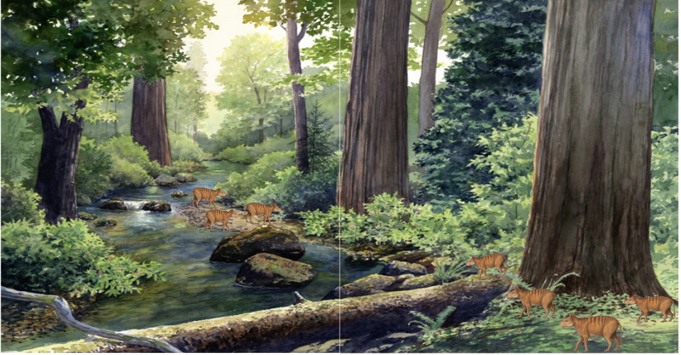 On the left is a forest showing a stream with three oreodonts walking by. On the right four small brown hog-looking hog animals are shown in the forest in front of a Redwood tree.