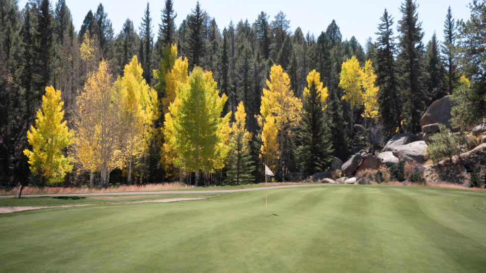 A landscape photo of a mix of pines and yellow aspens.