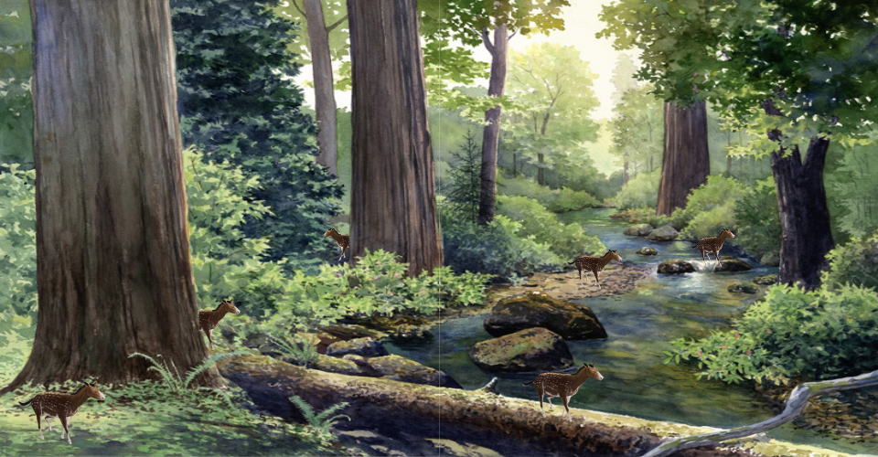 On the left shows the forest with tall Redwood trees. Out from two of the Redwoods are two small three-toed horses called mesohippus peeking out. A mesohippus is also in the bottom left corner. On the right are two mesohippus in the forest by the stream.