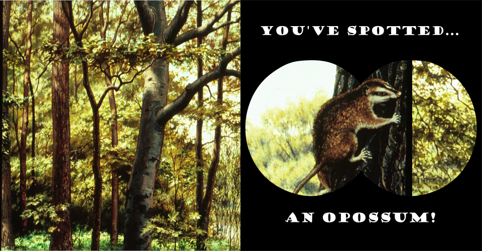 On the left is the forest of smaller tree beside the lake's edge. On the right is a binocular-view showing an opossum on the tree with a fossil view of the opossum head. Text reads "You've spotted an opossum".