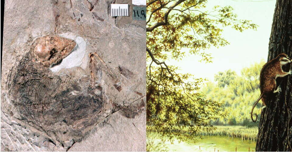On the left is the forest of smaller tree beside the lake's edge. On the right is a binocular-view showing an opossum on the tree with a fossil view of the opossum head. Text reads "You've spotted an opossum".