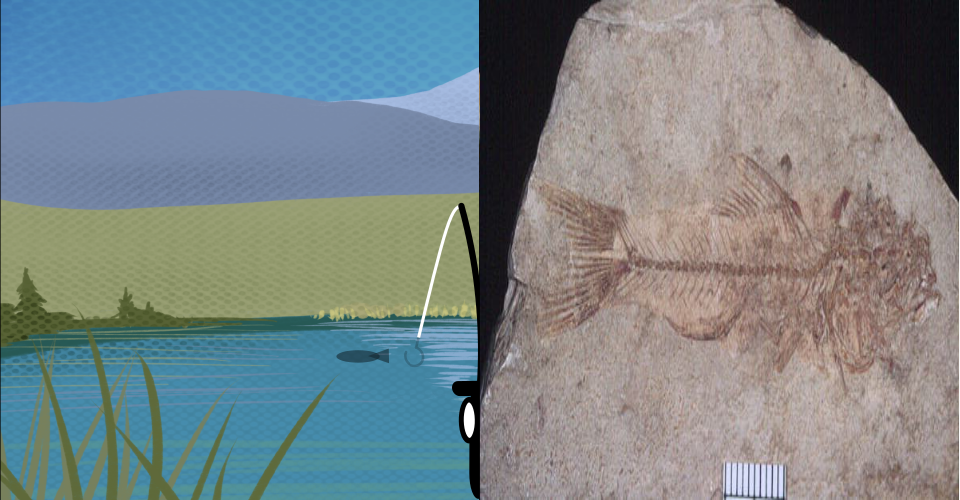 On the left is the lake with cattails and a fishing pole in the middle. On the right is a photograph of a skeleton of the fossilized pirate perch.