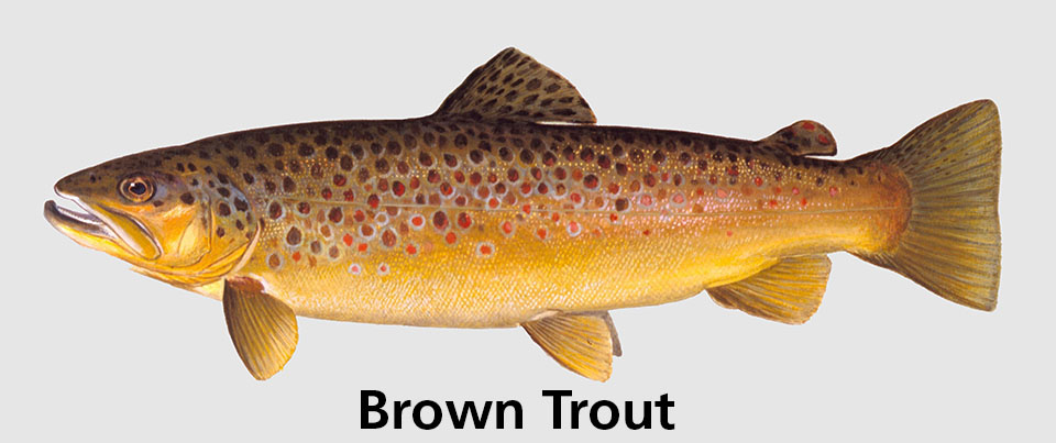 Brown Trout Incentivized Harvest Glen Canyon National Recreation