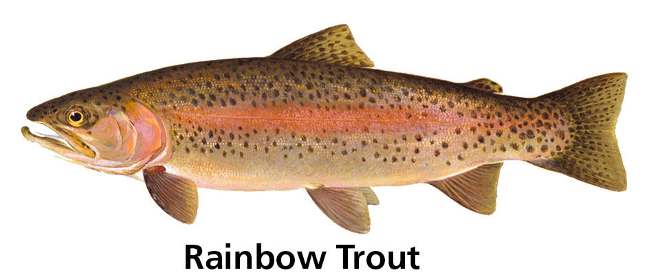 Brown Trout Incentivized Harvest Glen Canyon National Recreation