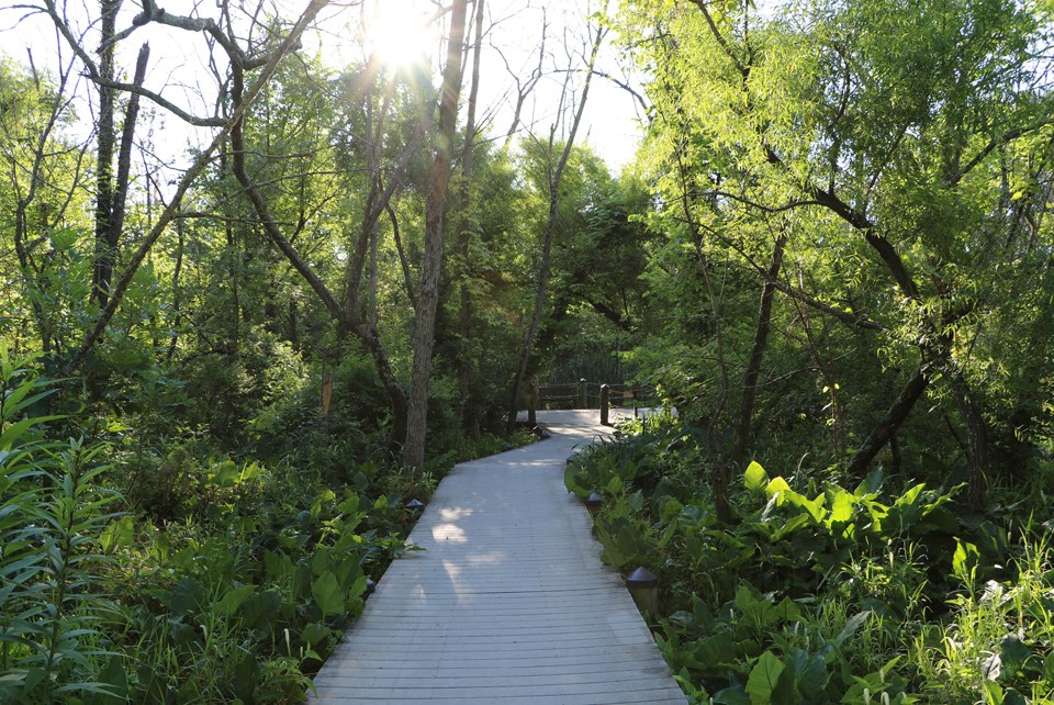 View of Swamp Trail with diseased trees