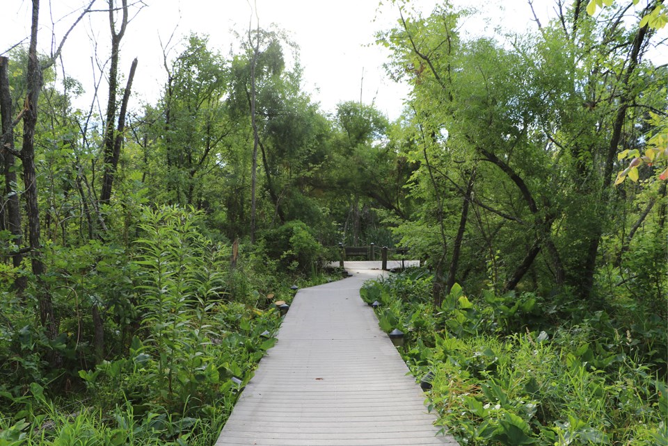 View of Swamp Trail with diseased trees