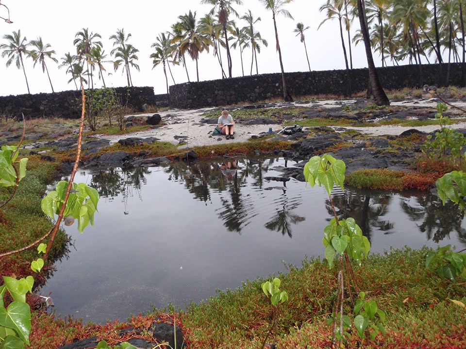 An anchialine pool in a popular area of Pu‘uhonua o Hōnaunau National Historical Park.