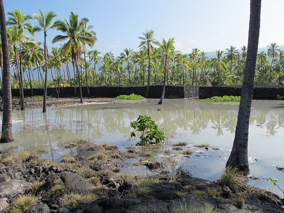 An anchialine pool in a popular area of Pu‘uhonua o Hōnaunau National Historical Park.