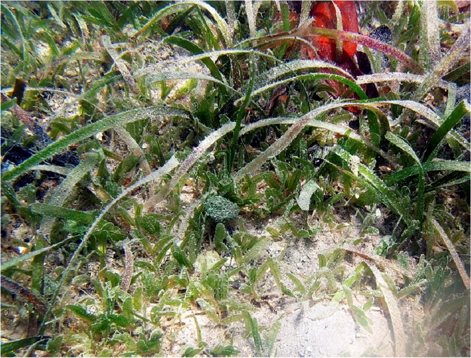 (a) The invasive seagrass Halophila with the native seagrass Thalassia testudinum