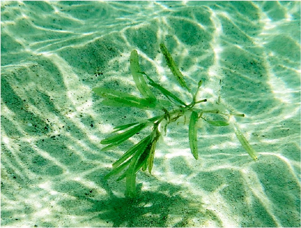 (a) The invasive seagrass Halophila with the native seagrass Thalassia testudinum