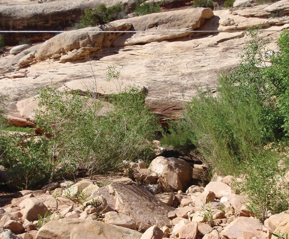 Photo of red rock with riparian shrubs and transect tape.