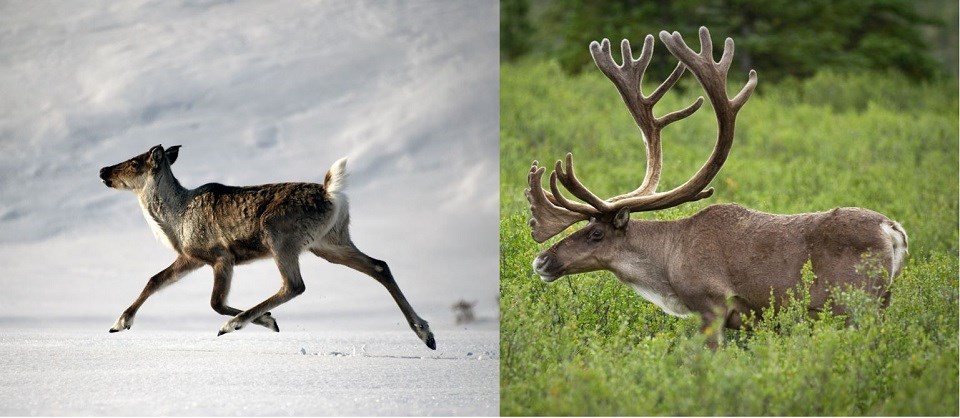 A photo of a caribou calf next to a photo of a caribou bull