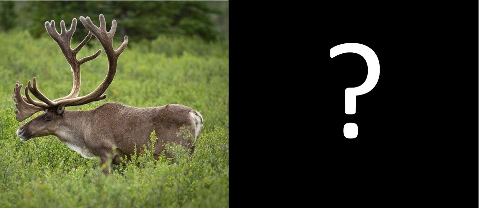 A photo of a caribou calf next to a photo of a caribou bull