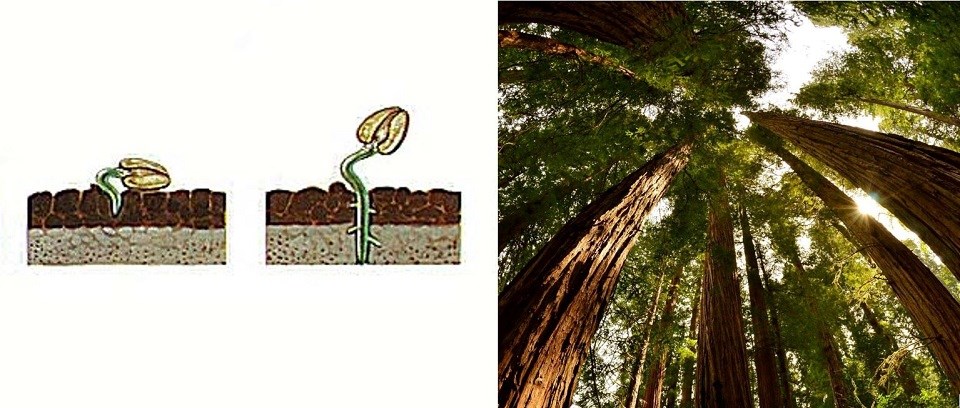 An illustration of two sprouting redwood seeds next to a photo of tall redwood trees