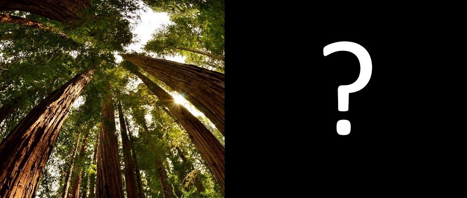 An illustration of two sprouting redwood seeds next to a photo of tall redwood trees