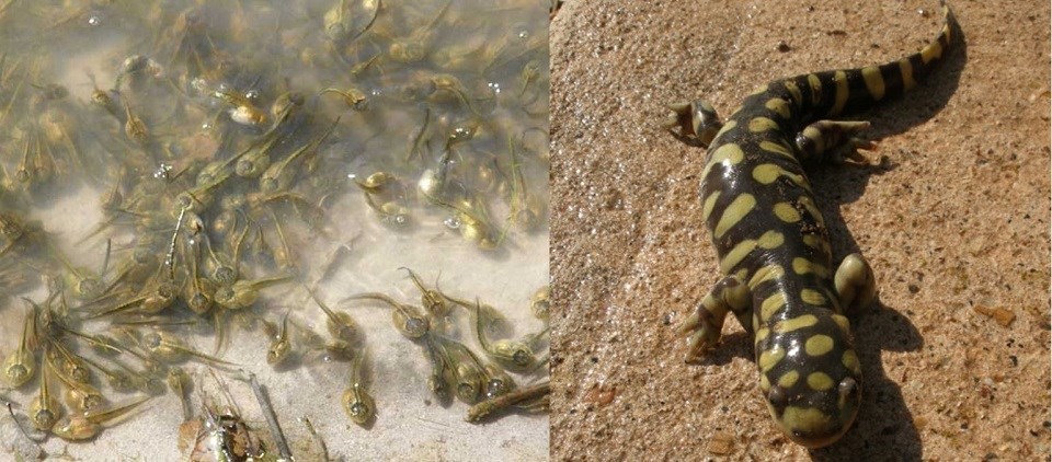 A photo of tadpoles next to a photo of a tiger salamander