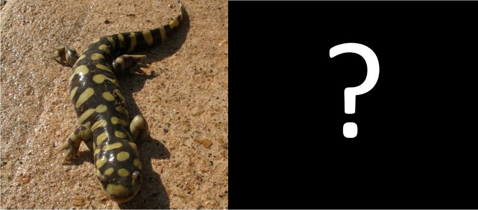 A photo of tadpoles next to a photo of a tiger salamander