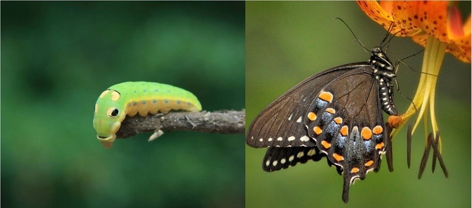 A photo of a caterpillar next to a photo of a butterfly