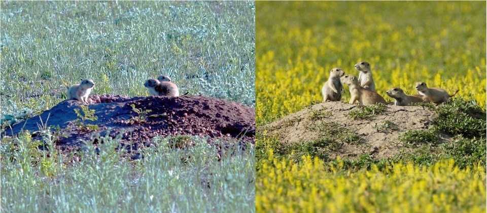 A photo of prairie dog pups on a mound next to a photo of a family of prairie dogs