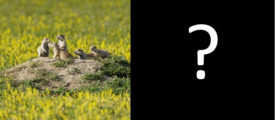 A photo of prairie dog pups on a mound next to a photo of a family of prairie dogs