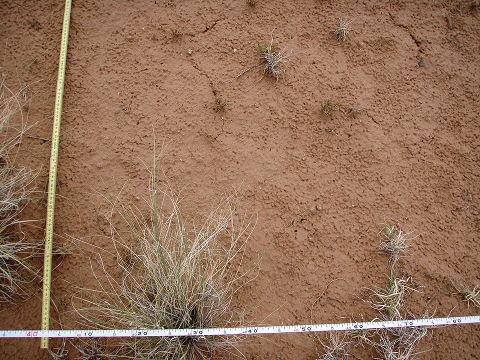 Two measuring tapes form a corner over mostly bare red soil and a few small plants.