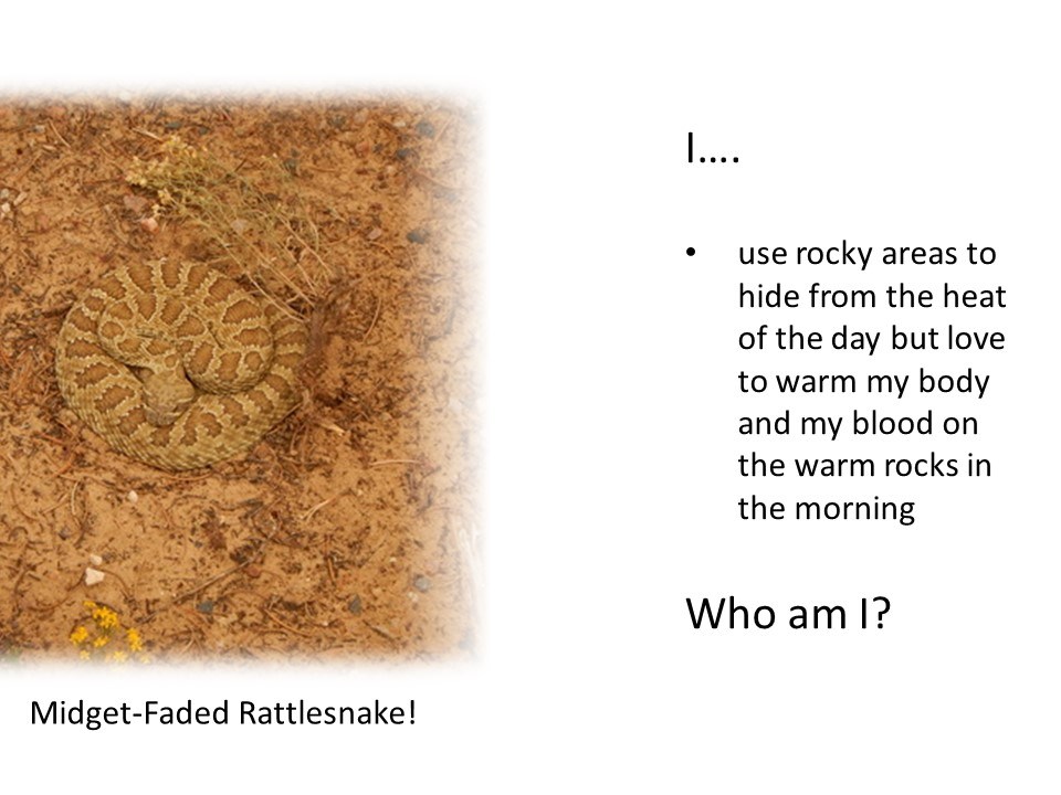 Am I a bighorn sheep, rattlesnake, beaver or kangaroo rat?