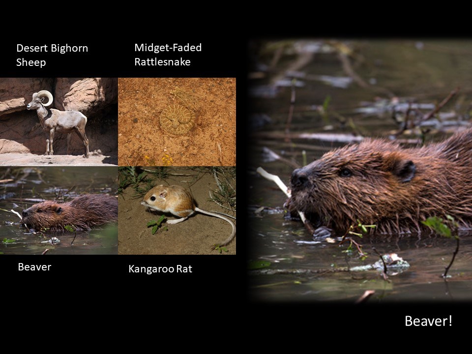 Am I a bighorn sheep, rattlesnake, beaver or kangaroo rat?