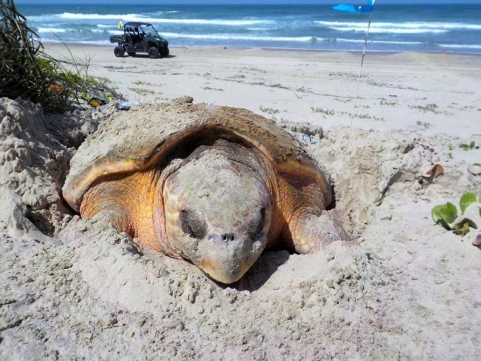 leatherback sea turtle mouth