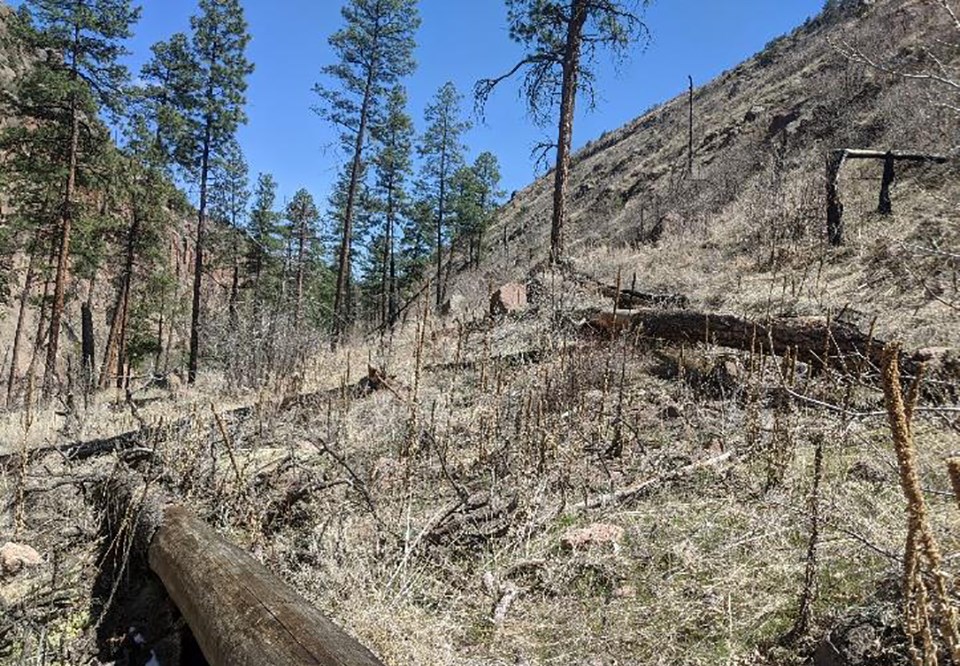 Ponderosa pine planting site on the edge of a low severity burn area