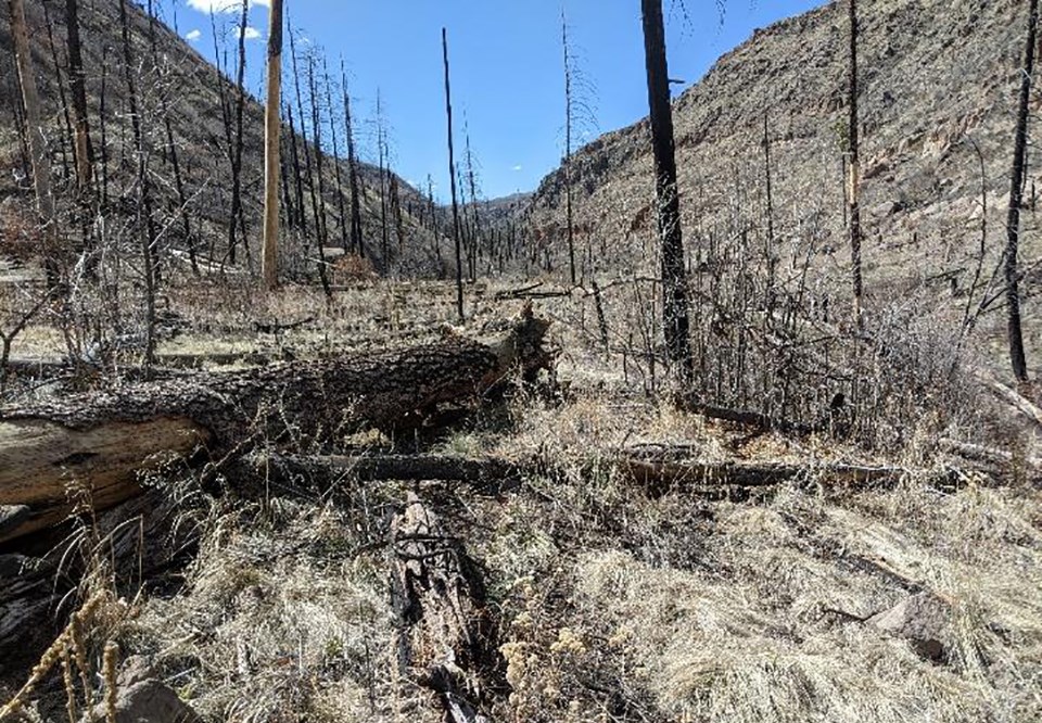 Ponderosa pine planting site on the edge of a low severity burn area