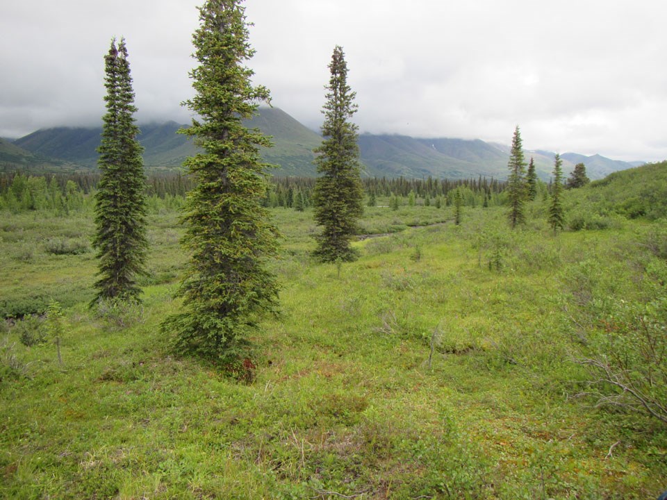Alaska pines