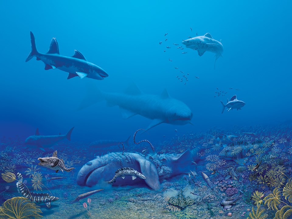 shark fossils