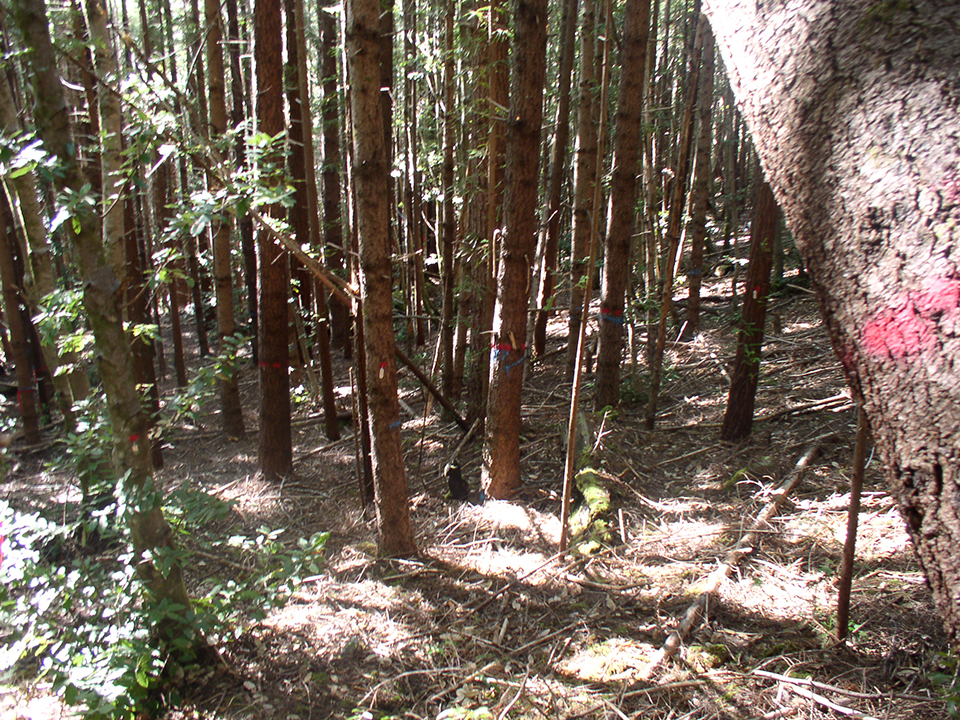 Skinny trees crowd the scene.