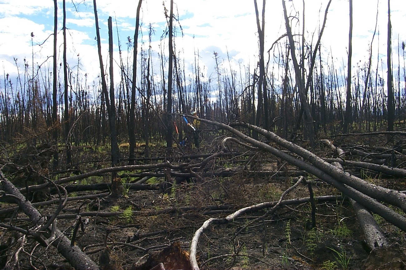 A firefighter stands in the background of a burned forest where some trees are still standing and some have fallen, crisscrossing over each other.
