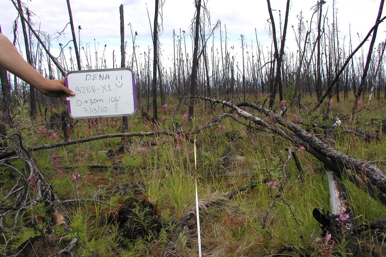 A firefighter stands in the background of a burned forest where some trees are still standing and some have fallen, crisscrossing over each other.