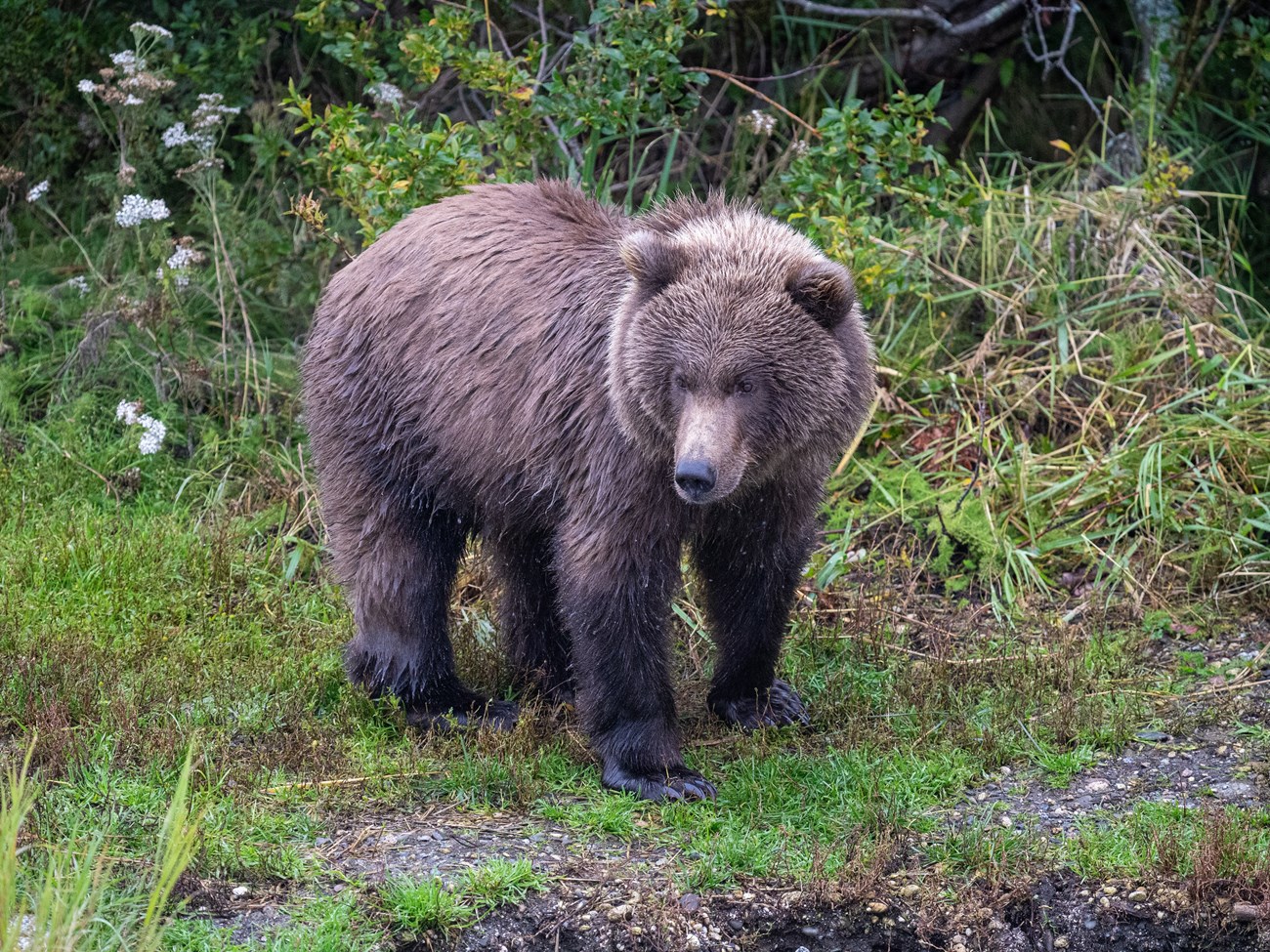 Fat Bear Junior 2023 - Katmai National Park & Preserve (U.S. National ...
