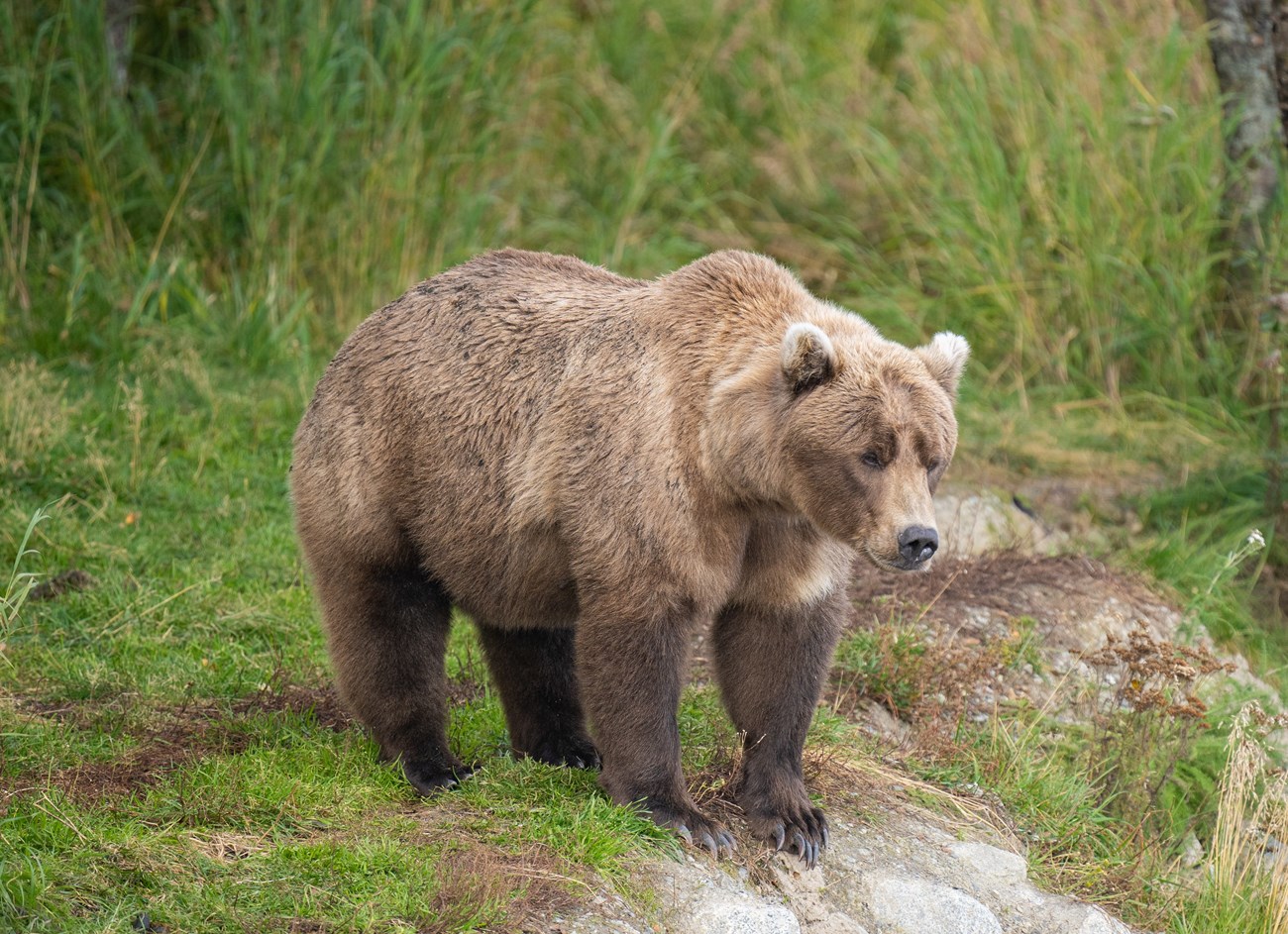 Fat Bear Week 2023 - Katmai National Park & Preserve (U.S. National Park  Service)
