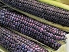 Corn, a staple of early southwest cultures