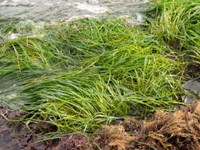 Seagrasses  National Wildlife Federation