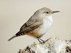 Small brownish bird with a narrow beak