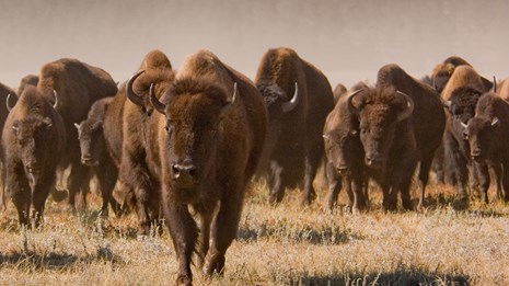Translocation of Elk Island National Park Bison 