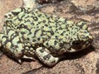 Western green toad