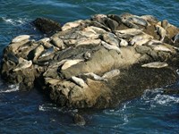 Harbor Seal Monitoring in the San Francisco Bay Area (U.S. National Park  Service)