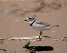 A small grey and white bird with a black collar, stands on the beach.