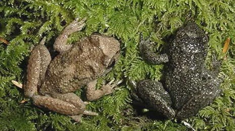 Cascades Frog (U.S. National Park Service)