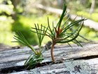 Two small pine seedlings growing from a log.